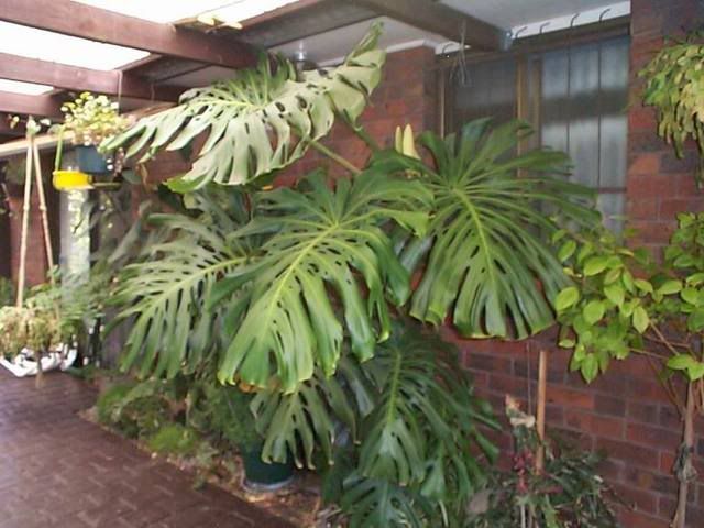 monstera1.jpg
