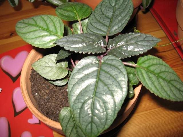 piante_plectranthus_plectranthus_oe.jpg