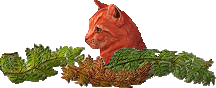 hollybarretje.gif