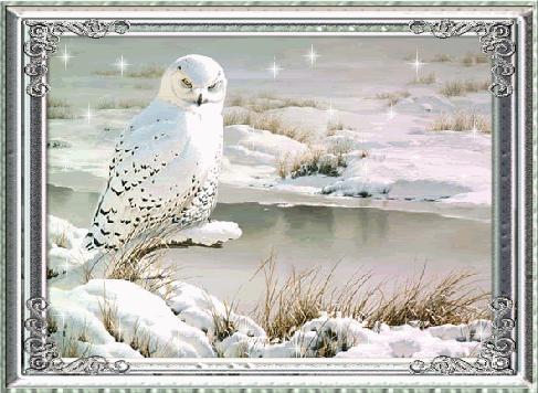 white owl photo: white owl in snow bird-owl-wintermotion-lg0.gif