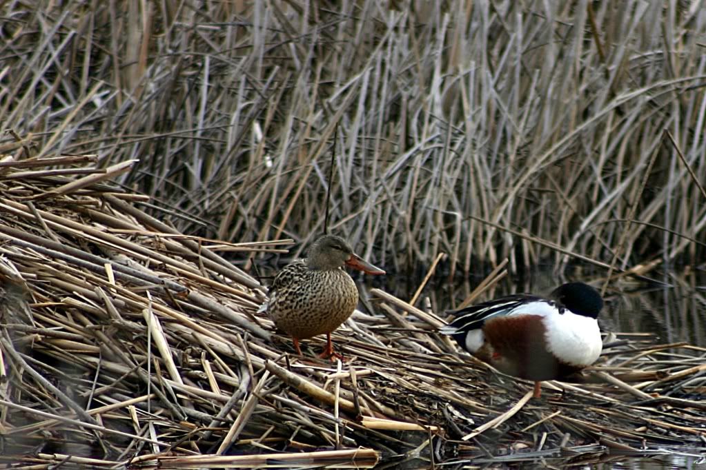 IMAGE: http://i257.photobucket.com/albums/hh223/tara4574/Picture0111.jpg