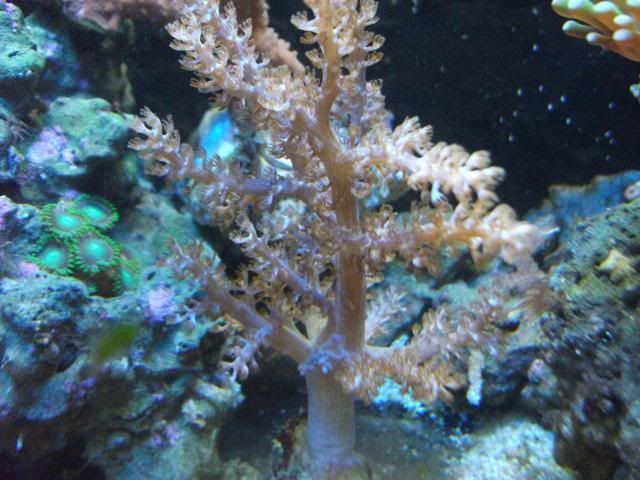 coral3001.jpg