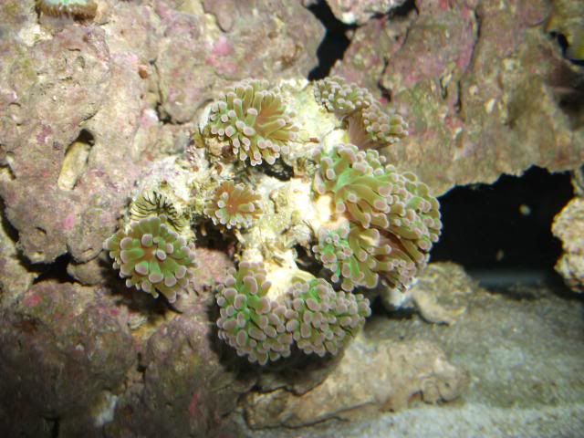 corals001.jpg