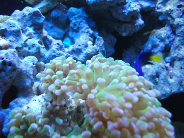 corals021.jpg