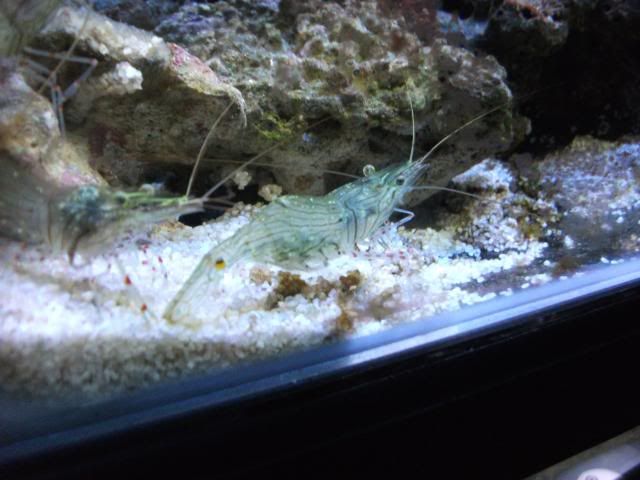 shrimp012.jpg
