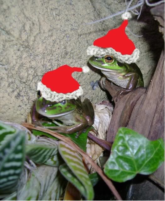 xmasfrogs.jpg