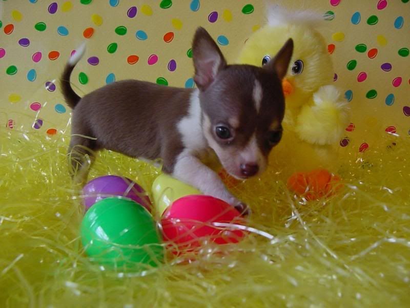 alittlepup.jpg little image by coolgrandma26
