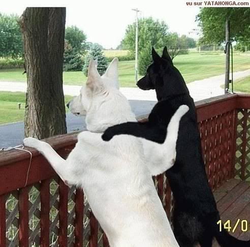 bestbuds.jpg best buds image by coolgrandma26