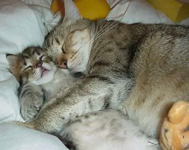 cutling.jpg cuddling image by coolgrandma26