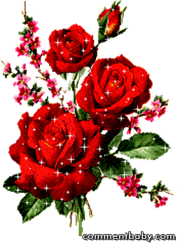 red roses Pictures, Images and Photos