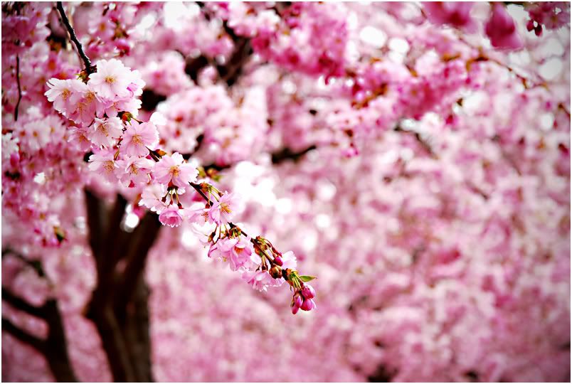 cherry blossoms wallpaper. Cherry Blossoms Desktop