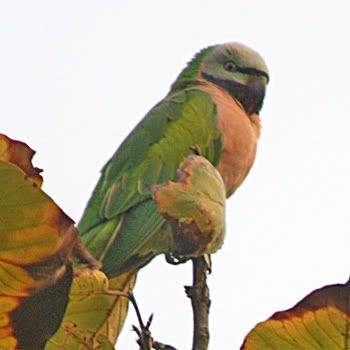 64_1289703091_red-breasted_parakeet_2.jpg