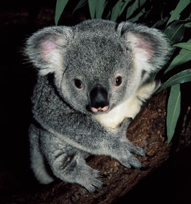 koala bear photo: Koala Bear gtotem_koala.jpg