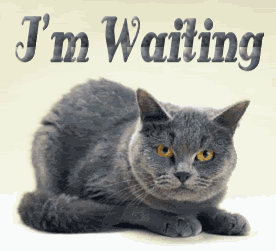 Cat Waiting Pictures, Images and Photos