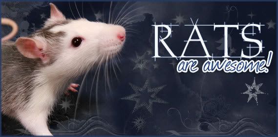 rats Pictures, Images and Photos