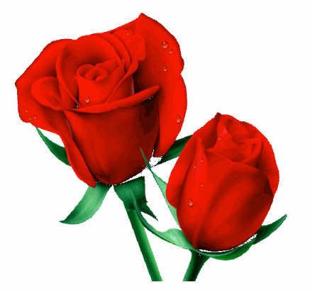 imagenes de rosas rojas gratis