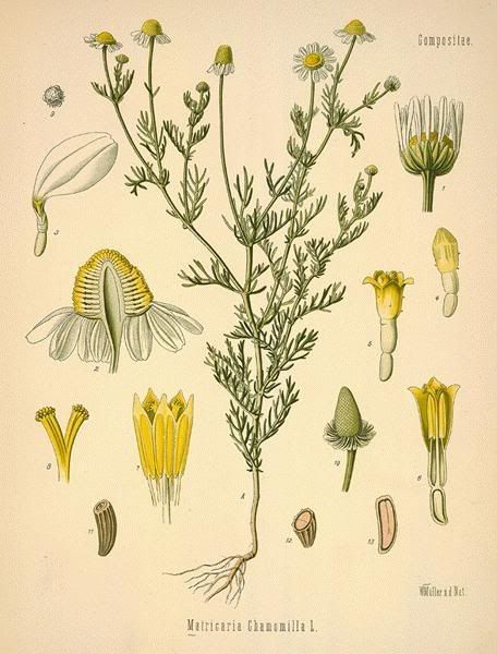 Chamomile Botany Pictures, Images and Photos