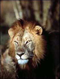 Aslan2.jpg