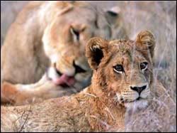 aslan1.jpg