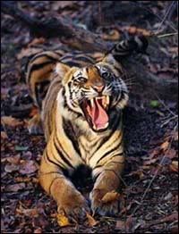 bengal1.jpg