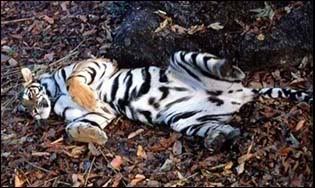 bengal2.jpg