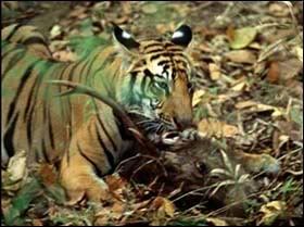 bengal3.jpg