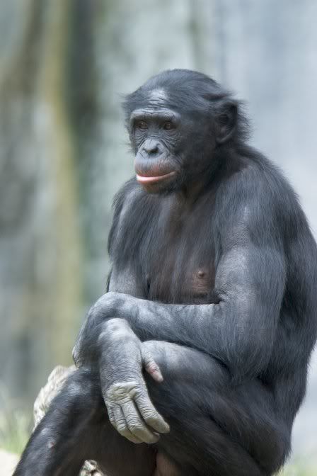 bonobo.jpg