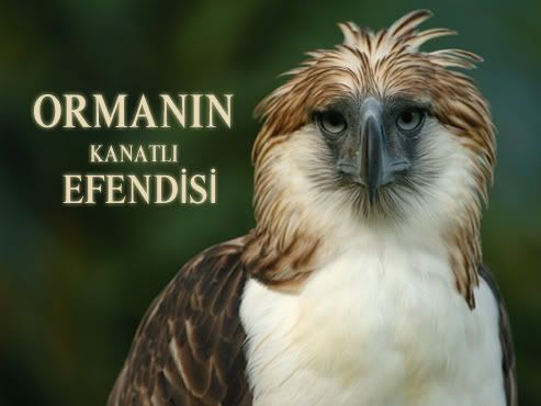 filipinkartali1.jpg