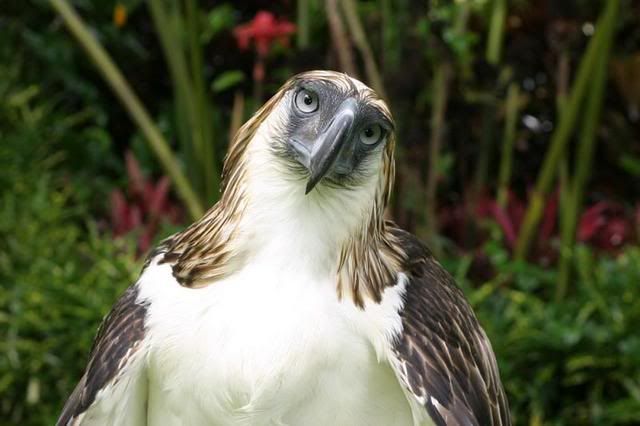 filipinkartali3.jpg