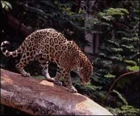 jaguar1.jpg