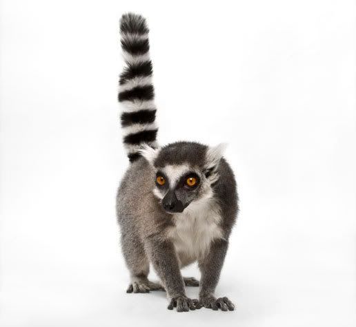 lemur.jpg