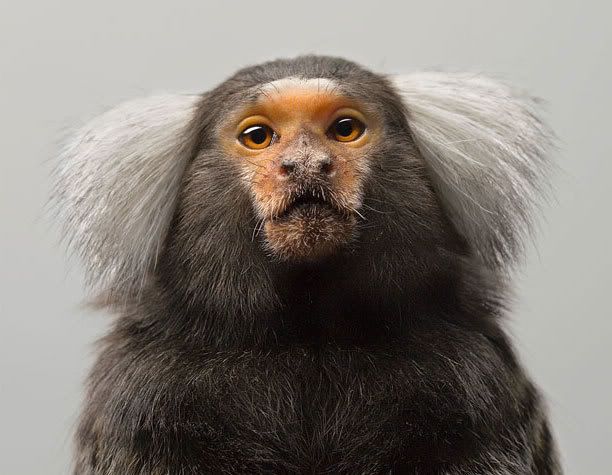 marmoset.jpg