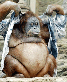 orangutan.gif