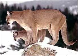 puma1.jpg