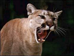 puma2.jpg