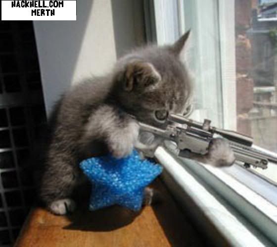 sniperkedi.jpg