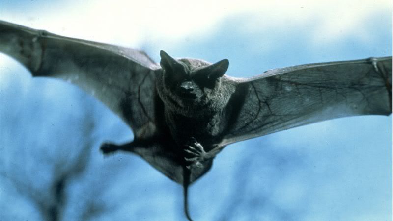 vampiryarasa.jpg