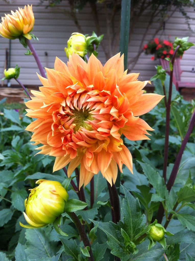 Photobucket Pictures, Images and Photos