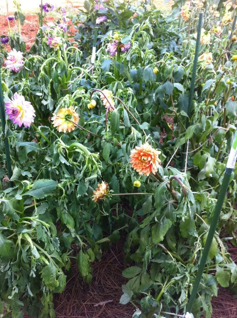 Photobucket Pictures, Images and Photos