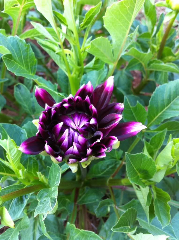 Photobucket Pictures, Images and Photos