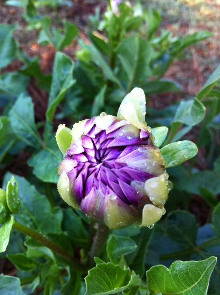 Photobucket Pictures, Images and Photos