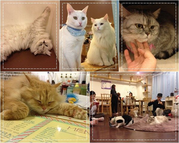 photo catcafe_zps508891fe.jpg