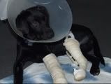Our dog ran over.
