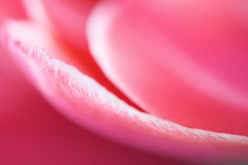 Fotografie