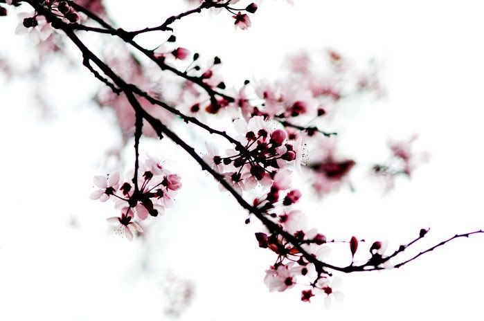 cherry blossom wallpaper. Cherry Blossom Wallpaper