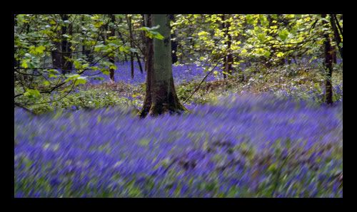 Bluebells Pictures, Images and Photos