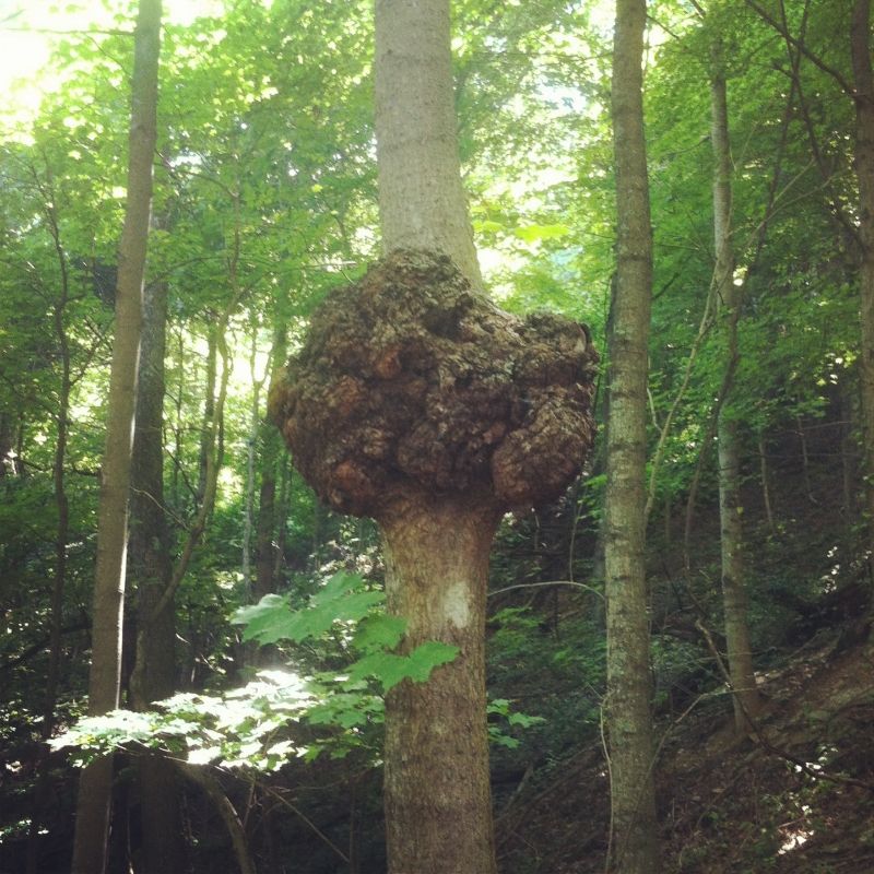 Collection 93+ Images What Causes A Burl On A Tree Superb