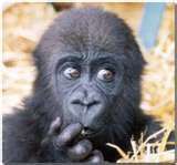 th_SurprisedGorilla.jpg
