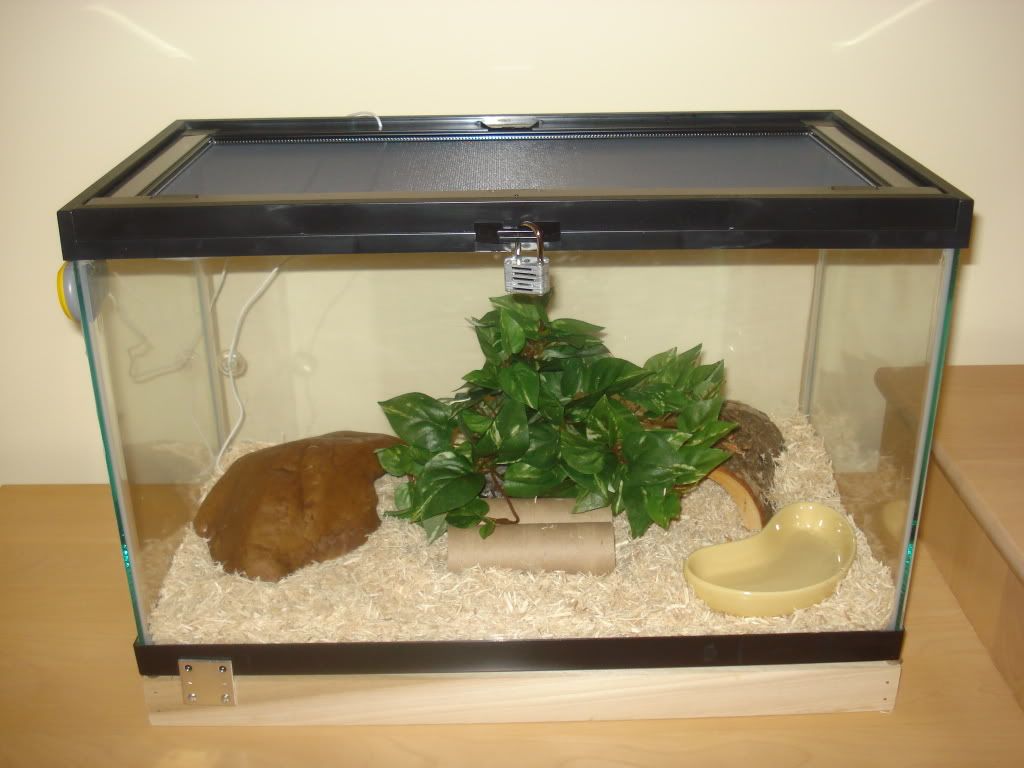 snakeviv1.jpg