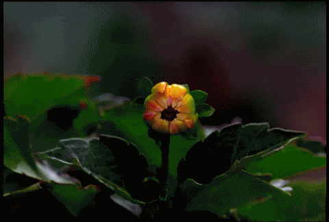 blossom.gif